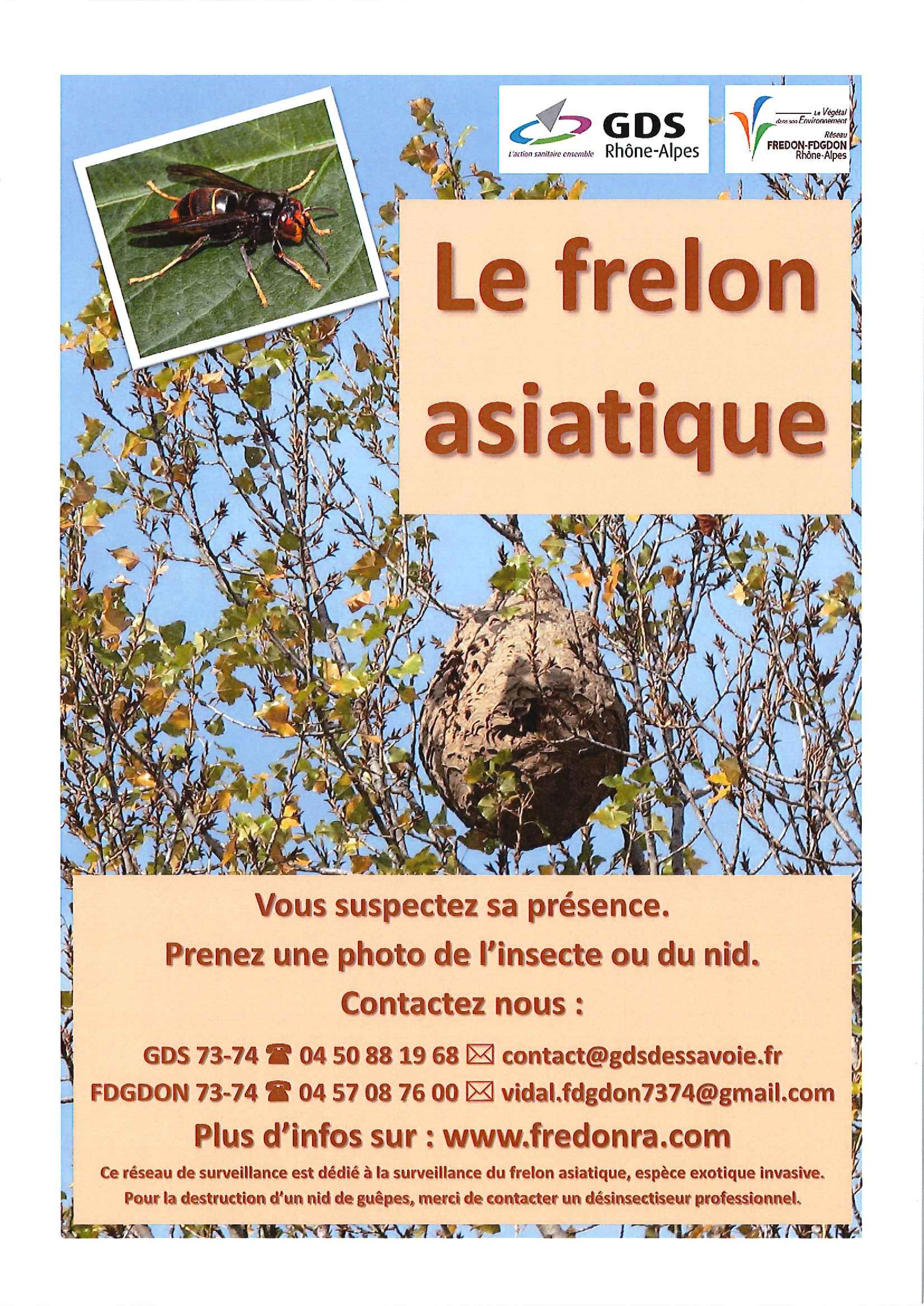 FrelonAsiatique été 2017